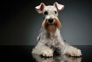 Studio shot of an adorable Schnauzer