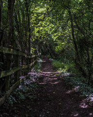 Dark path in the forest