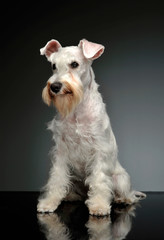 Studio shot of an adorable Schnauzer