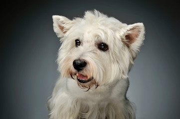 Portrait of a West Highland White Terrier Westie