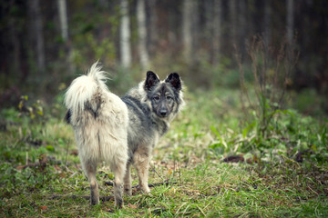 Autumn portrait of cute fluffy dog