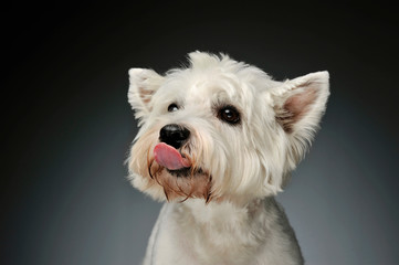 Portrait of a West Highland White Terrier Westie