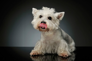 Studio shot of an adorable West Highland White Terrier Westie