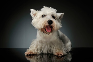 Studio shot of an adorable West Highland White Terrier Westie