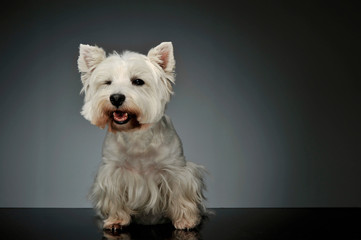 Studio shot of an adorable West Highland White Terrier Westie