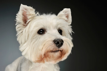 Portrait of a West Highland White Terrier Westie