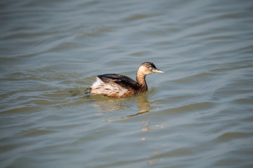 Little Grebe in Mai Po Marshes, Hong Kong (formal name:Tachybaptus ruficollis)