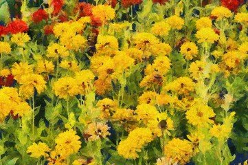 Colorful flower fields Illustrations creates an impressionist style of painting.