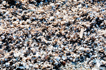 Beach Shells