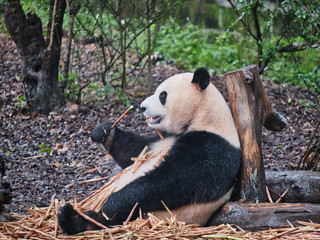 A Panda Chilling At One Corner