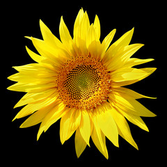 Beautiful yellow sunflower isolated on a black background