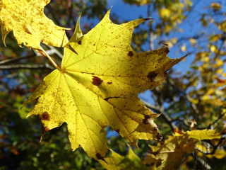 Closeup of golden maple leaf in Autumn #1