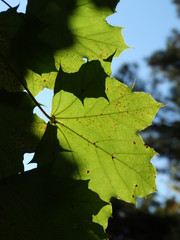 Closeup of green maple leaf outlined by sunny sky