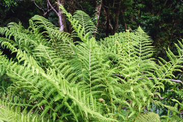 Large bright green leaves of the fern Polypodiophyta. Wet forest on the Azores, Portugal, San Miguel. Texture.