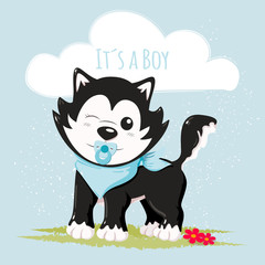 Cute husky it´s a boy