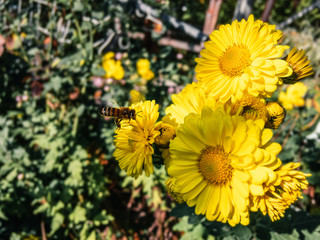 A wild bee flying up to the bright yellow flowers of Chrysanthemum (lat. Chrysanthemum) growing in the autumn garden on a sunny day.