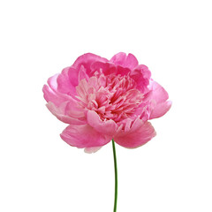 Beautiful pink peony flower isolated on a white background