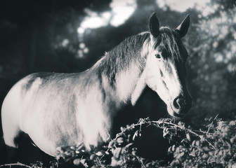Fototapeta na wymiar black and white horse portrait