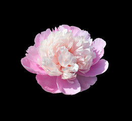 Pale pink peony flower on a black background
