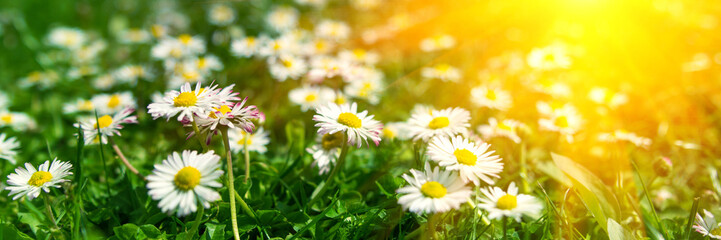 Obraz na płótnie Canvas Banner 3:1. Close-up daisy (camomile) flowers field with sun lights. Spring background. Copy space. Soft focus