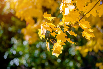 Autumn background-yellow maple leaves in the city Park 