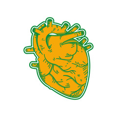 Un corazón humano sobre un fondo blanco. Anatomía. Ilustración vectorial en estilo de dibujos animados.