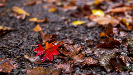 紅葉　ポートレート風