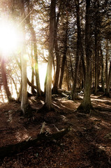 Sun In Forest
