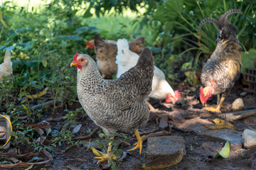 chickens in the courtyard of a rural house. Colombia .