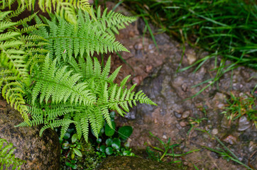 Green ferns in the garden - stone and grass