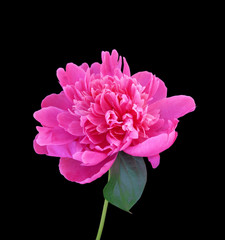 Pink peony flower isolated on a black background