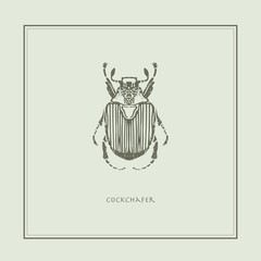 Cockchafer on a beige background in a realistic style. Drawn. Perfect for printing, interior, poster, brand, wall painting, printing on clothes, furniture items. Vector illustration.
