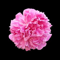 Beautiful pink peony isolated on a black background