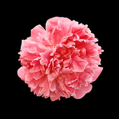 Beautiful red peony isolated on a black background
