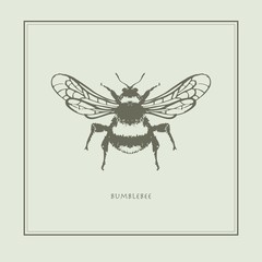 Bumblebee on a beige background in a realistic style. Drawn. Perfect for printing, interior, poster, brand, wall painting, printing on clothes, furniture items. Vector illustration.