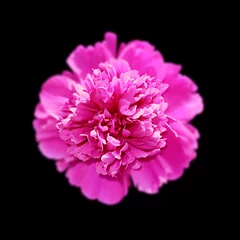 Foto op Canvas Beautiful pink peony isolated on a black background © FloralShot