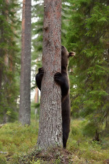 brown bear hugging a tree in forest