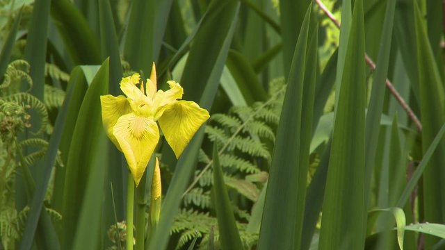 Steady, medium close up shot of a yellow iris flower within tall reeds.