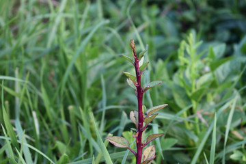 basella Alba tree in india