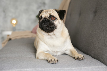 Funny dreamy pug with sad facial expression lying on the grey textile couch with blanket and...