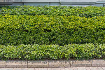 Bush and Plants