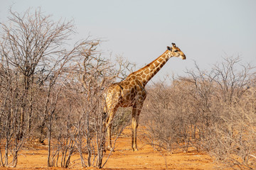 giraffe in savanna
