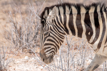 Fototapeta na wymiar African zebra closeup