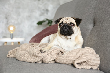 Funny dreamy pug with sad facial expression lying on the grey textile couch with blanket and cushion. Domestic pet at home. Purebred dog with wrinkled face. Close up, copy space, background.