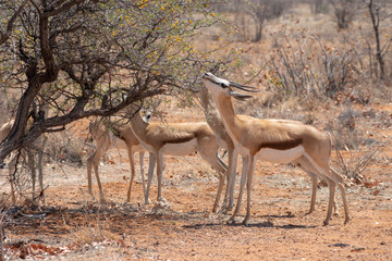 springbok antelope eating