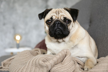 Obraz premium Funny dreamy pug with sad facial expression lying on the grey textile couch with blanket and cushion. Domestic pet at home. Purebred dog with wrinkled face. Close up, copy space, background.