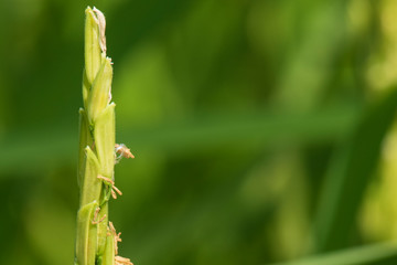 Image of close up of yellow green rice field.