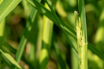 Image of close up of yellow green rice field.