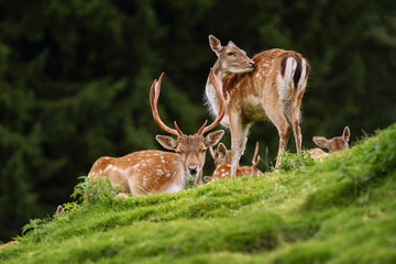 Deers near the Forest