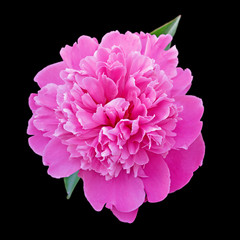 Beautiful pink peony isolated on a black background